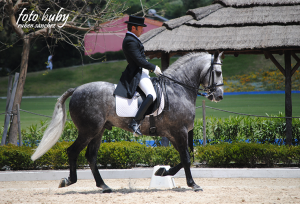 dressage-May2013-6