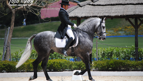 dressage-May2013-6