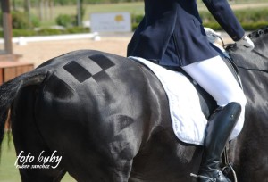 dressage-May2013-8