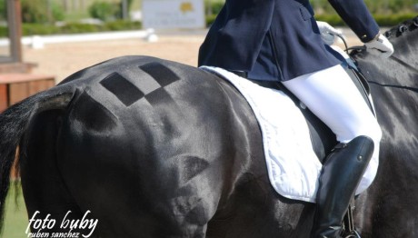dressage-May2013-8